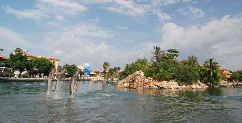 Puerto Aventuras: Dolphin Swim, Sea Lions, Manatees, & Lunch - The Experience’s Pace and Group Size