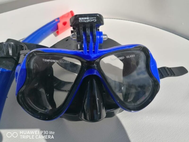 Puerto Colon: Dolphin and Whale Watching Speedboat Cruise - Authentic Feedback from Travelers