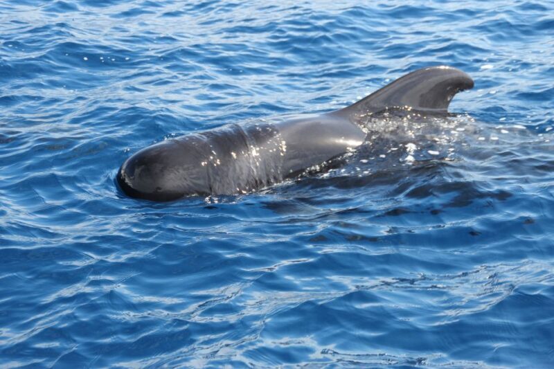 Puerto Colon : Whale & Dolphins Sailing Excursion - The Itinerary in Detail