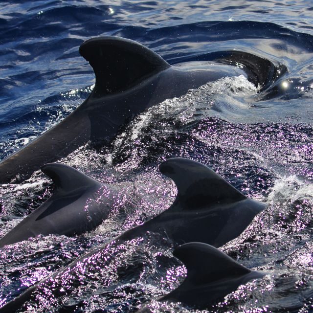Puerto Colon : Whale & Dolphins Sailing Excursion - Final Thoughts