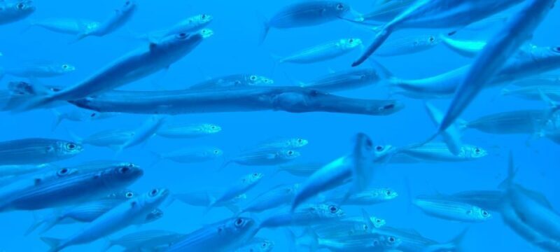 Puerto de la Cruz: Submarine Trip and Beach Stop in Tenerife - Additional Resources