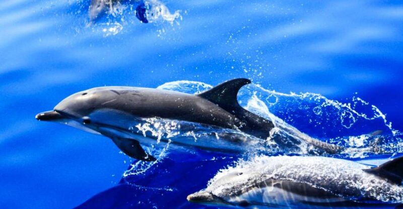 Puerto del Carmen: Dolphin-Watching Speedboat Tour with Swim - The Experience in Detail