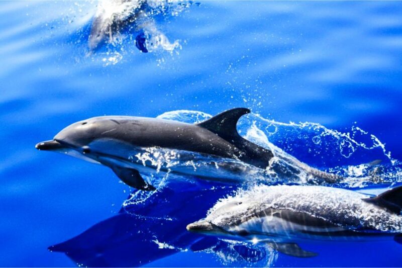 Puerto del Carmen: Dolphin-Watching Speedboat Tour with Swim - What the Reviews Say