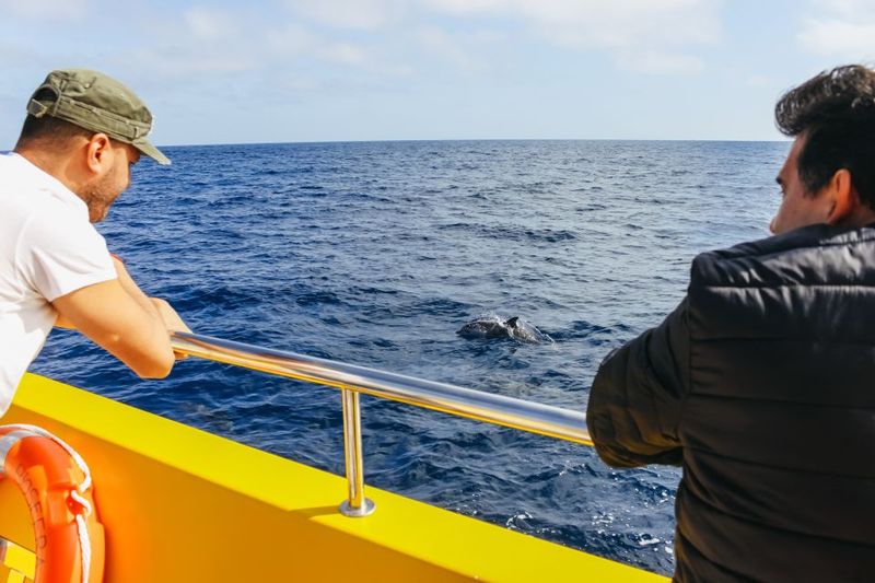 Puerto del Carmen: Dolphin-Watching Speedboat Tour with Swim - Guide Power: Live Commentary That Makes the Coast Feel Bigger