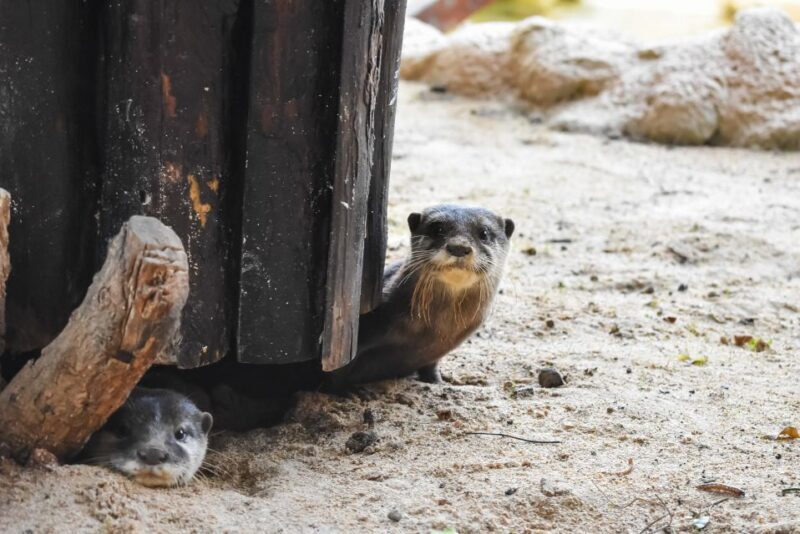 Puerto del Carmen: Rancho Texas Lanzarote Park Entry Ticket - The Sum Up