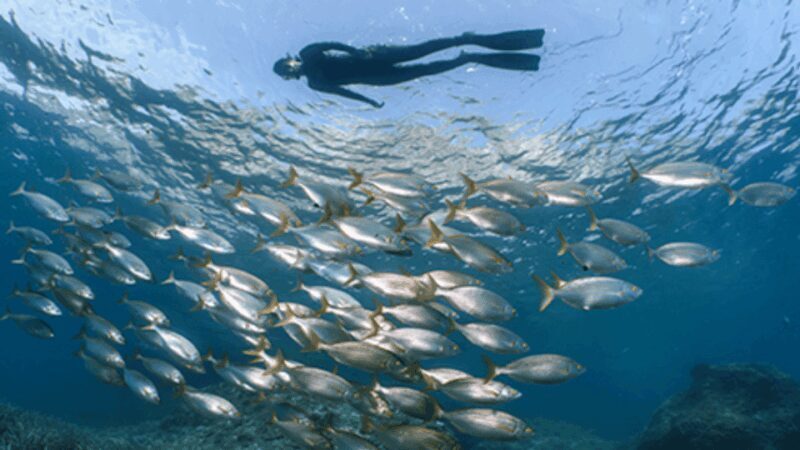 Puerto del Carmen: Snokel tour with an instructor - Key Points