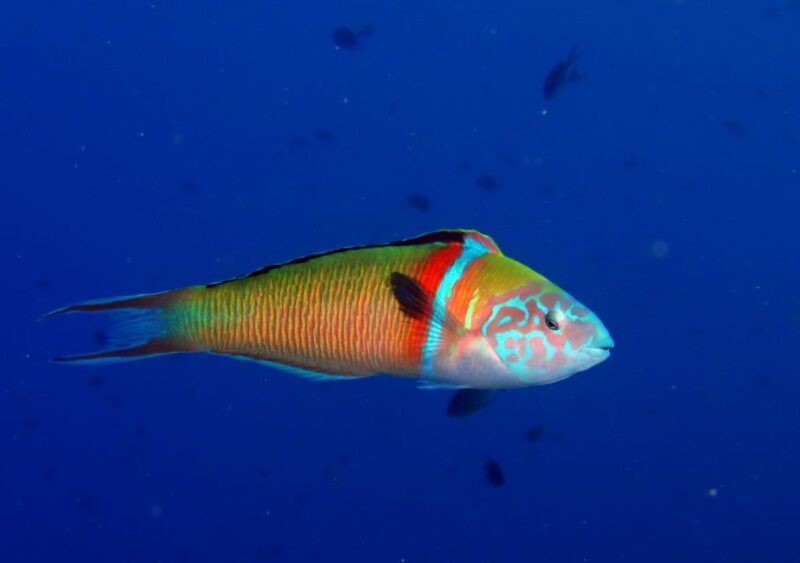 Puerto del Carmen: Try Scuba Diving  1 Dive for Beginners - FAQ