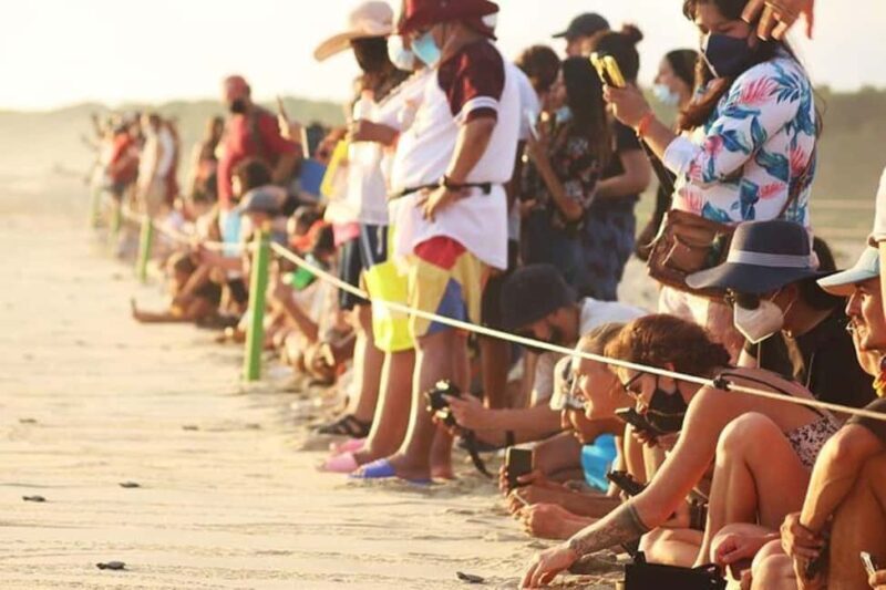 Puerto Escondido: Baby Turtle Release Tour - FAQs