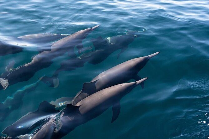Puerto Escondido Dolphin and Whale Watching Adventure - What the Tour Offers: A Detailed Breakdown