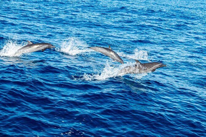 Puerto Escondido Dolphin and Whale Watching Adventure - FAQ