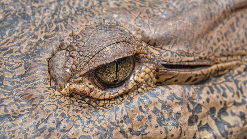 Puerto Escondido: Oaxaca Coast Wildlife Ecotour - Final Leg: Return to Puerto Escondido