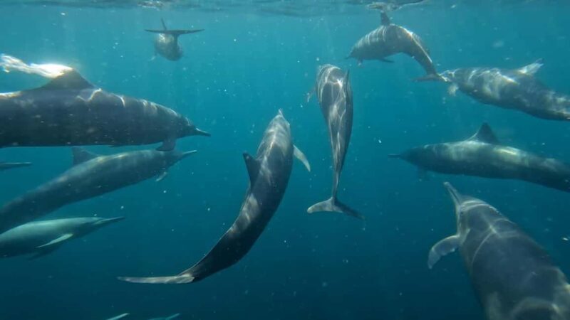 Puerto Escondido: The Best Adventure for Dolphin Watching - What to Expect on Your Dolphin Watching Trip