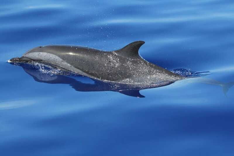 Puerto Escondido: The Best Adventure for Dolphin Watching - Is This Tour Family-Friendly?