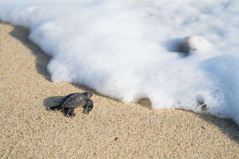 Puerto Escondido: Turtle Release Experience - The Experience Itself: Highlights & Considerations