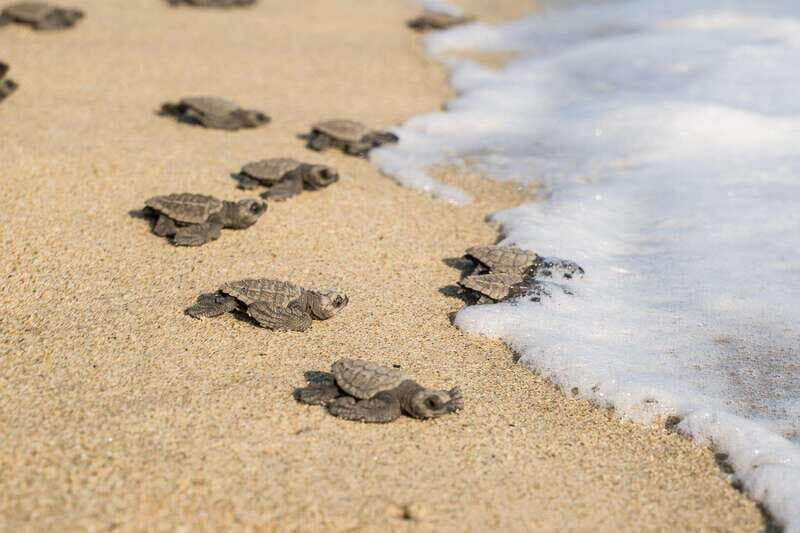 Puerto Escondido: Turtle Release Experience - Transport & Duration