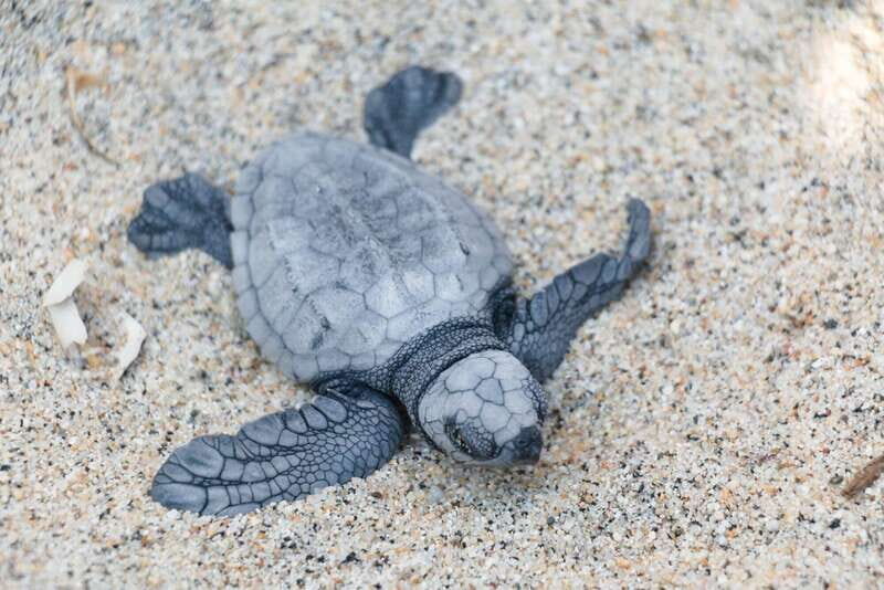 Puerto Escondido: Turtle Release Experience - Real Visitor Insights