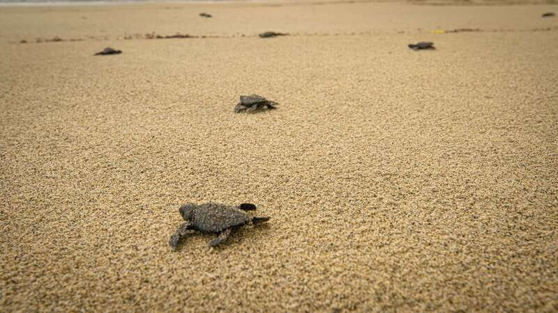 Puerto Escondido: Turtle Release Experience - Final Thoughts: Who Should Consider This Tour?