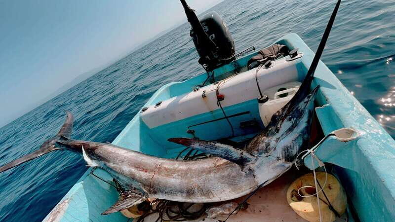 Puerto: Fishing Experience Marlin, Sailfish, Tuna or Dorado - Key Points