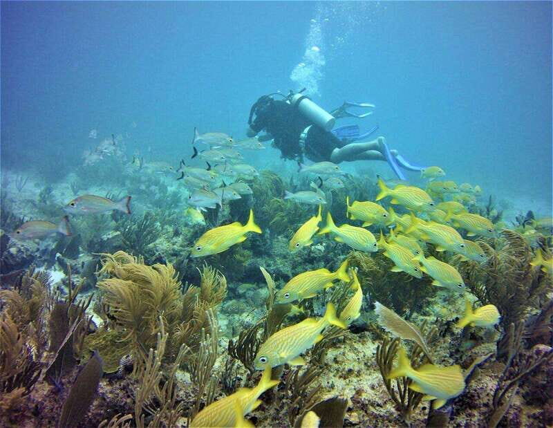 Puerto Morelos: Diving at the C56 Shipwreck - Key Points