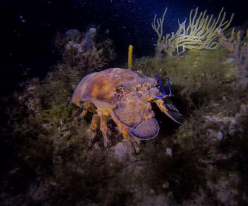 Puerto Morelos: Ojo de Agua Night Dive for Certified Divers - An In-Depth Look at the Puerto Morelos Night Dive