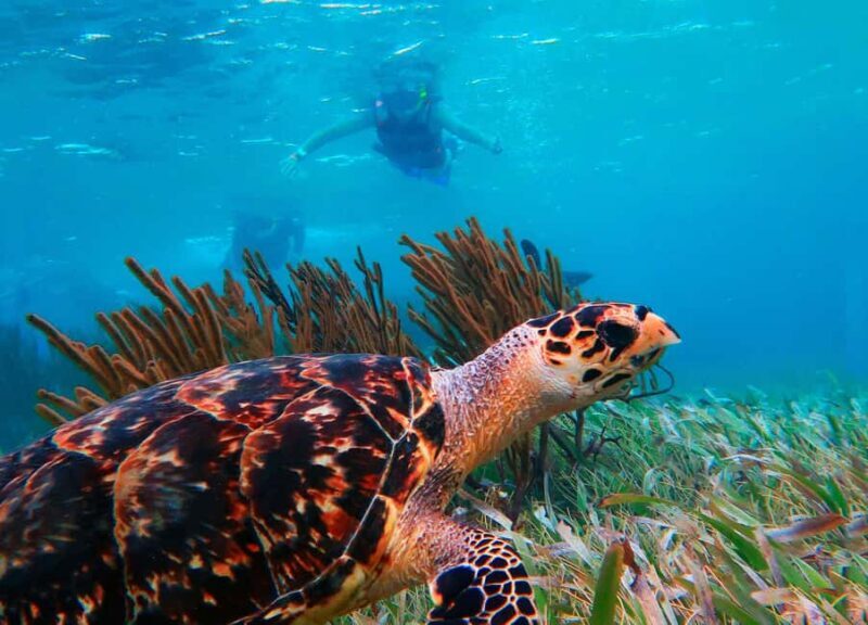 Puerto Morelos: Reef Snorkeling Trip with Beachside Lunch - What to Expect from the Tour
