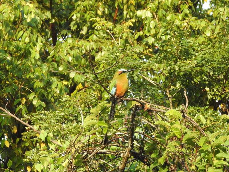 Puerto Morelos: Ruta de los Cenotes Birdwatching Tour - What to Expect from the Tour