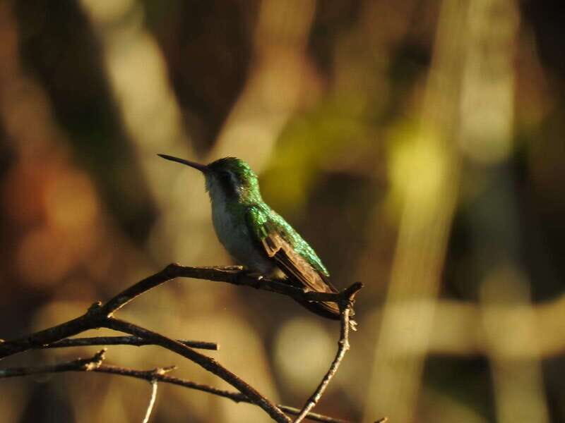 Puerto Morelos: Ruta de los Cenotes Birdwatching Tour - Who Will Appreciate This Tour?