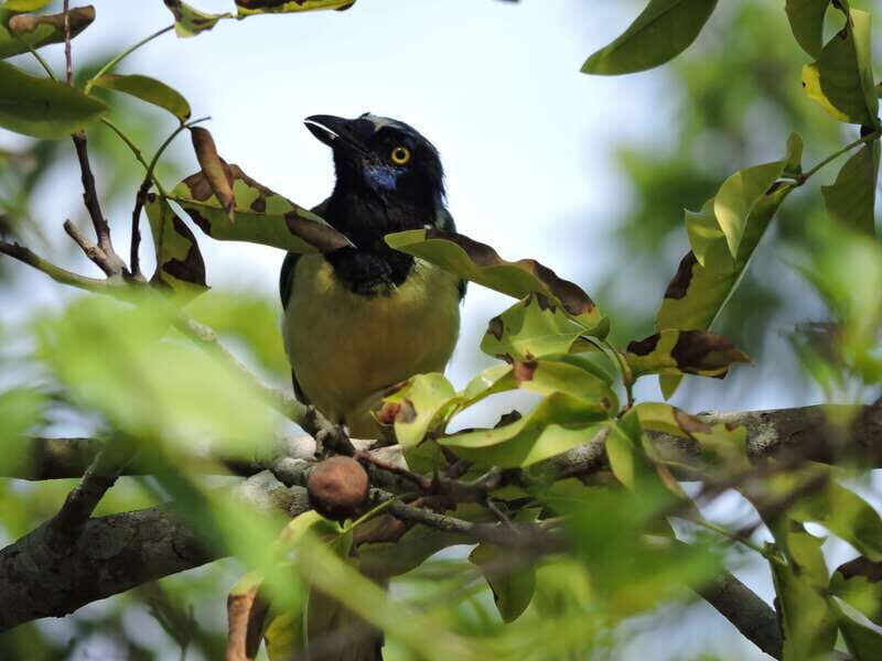 Puerto Morelos: Ruta de los Cenotes Birdwatching Tour - FAQs