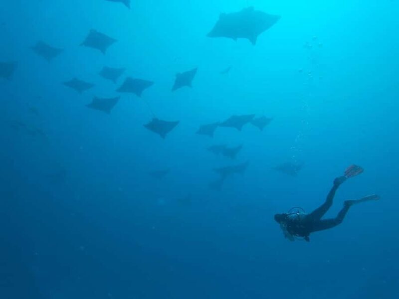 Puerto Morelos: Shipwreck and Reef Diving Tour - Pricing and Value