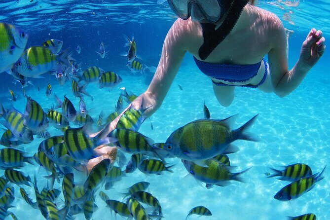 Puerto Morelos Snorkel Nature Tour ! Private from Cancun - What You Can Expect from the Tour