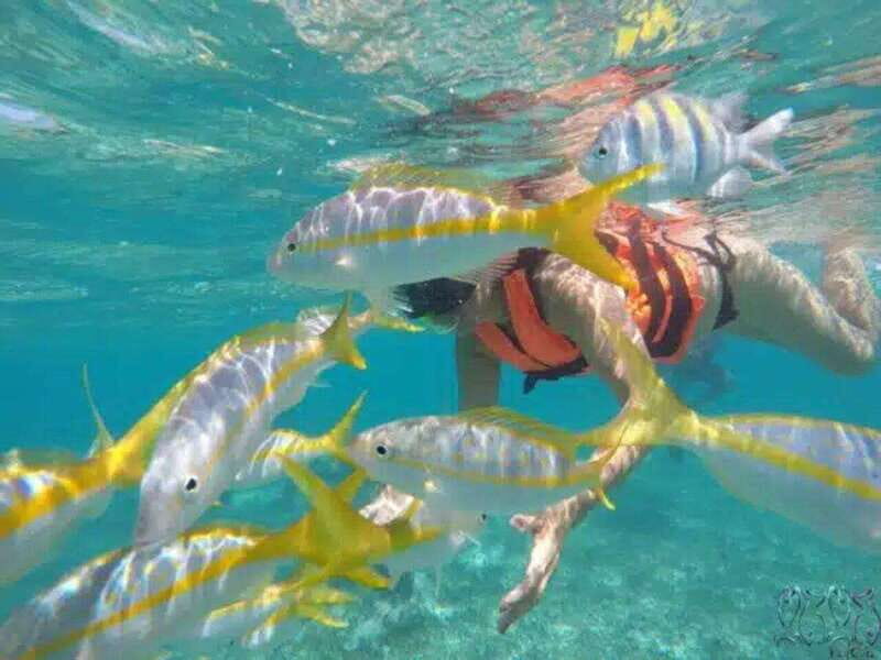 Puerto Morelos: Snorkeling at The National Reef Park - What Past Participants Say