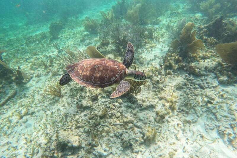 Puerto Morelos: Snorkeling Guided Activity - Who is This Tour Best For?