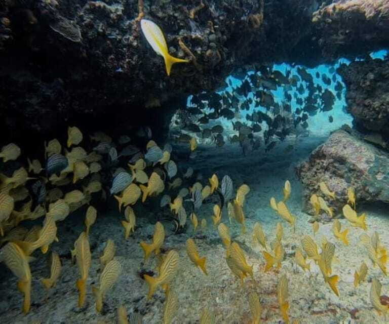 Puerto Morelos: Two Reef Dives for Certified Divers - FAQs