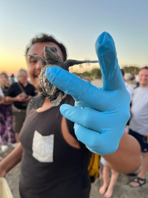 Puerto Vallarta: Baby Turtle Release in Conservation Area - What is the Puerto Vallarta Baby Turtle Release Tour?