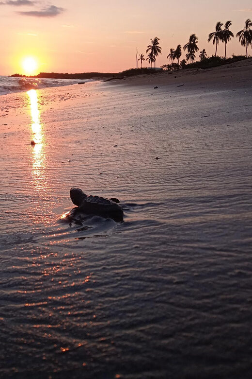 Puerto Vallarta: Baby Turtle Release in Conservation Area - The Itinerary Breakdown