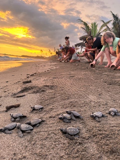 Puerto Vallarta: Baby Turtle Release in Conservation Area - The Experience: What Visitors Say