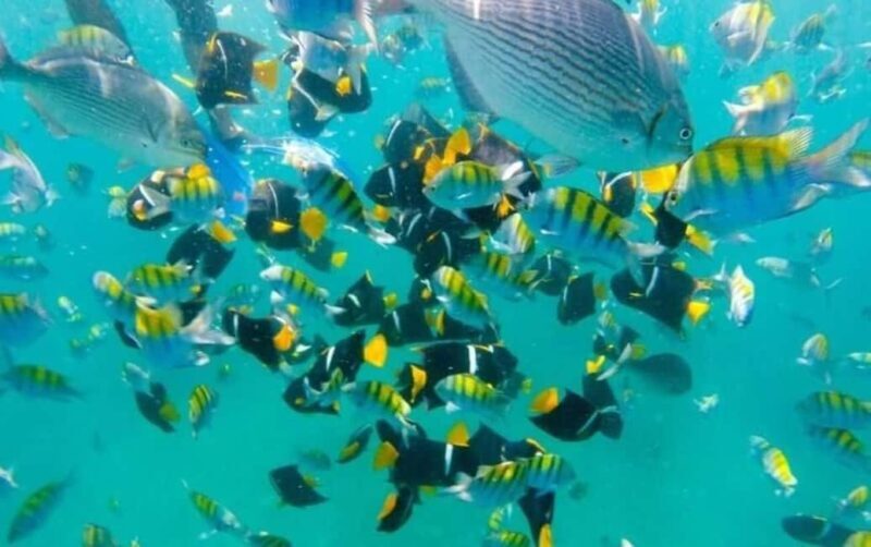 Puerto Vallarta: Beach Boy Los Arcos, Animas and Quimixto - A Deep Dive into the Experience