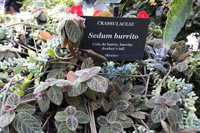 Puerto Vallarta Botanical Garden Tour with University Biologist - An In-depth Look at the Tour Experience