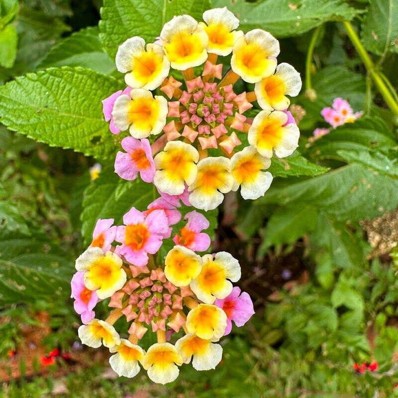 Puerto Vallarta: Botanical Garden Walking Tour - The Value of the Experience