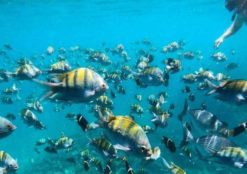 Puerto Vallarta: Cruise, Breakfast, Lunch & Open Bar Onboard - The Value and Considerations