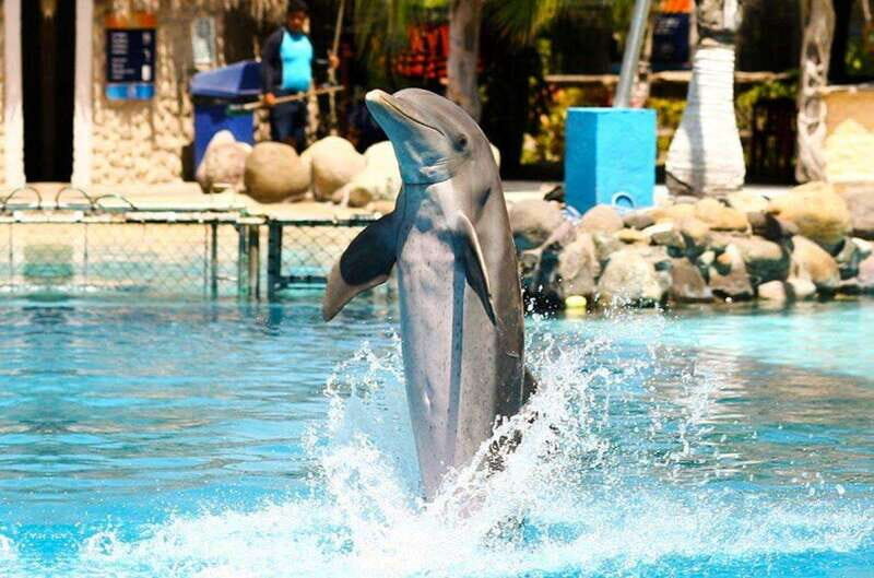Puerto Vallarta: Dolphin Royal Swim at Aquaventuras Park - The Experience from the Customer Perspective