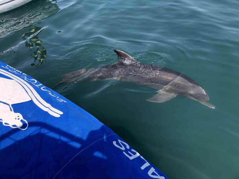 Puerto Vallarta: Dolphin Watching Cruise with a Biologist - Key Points