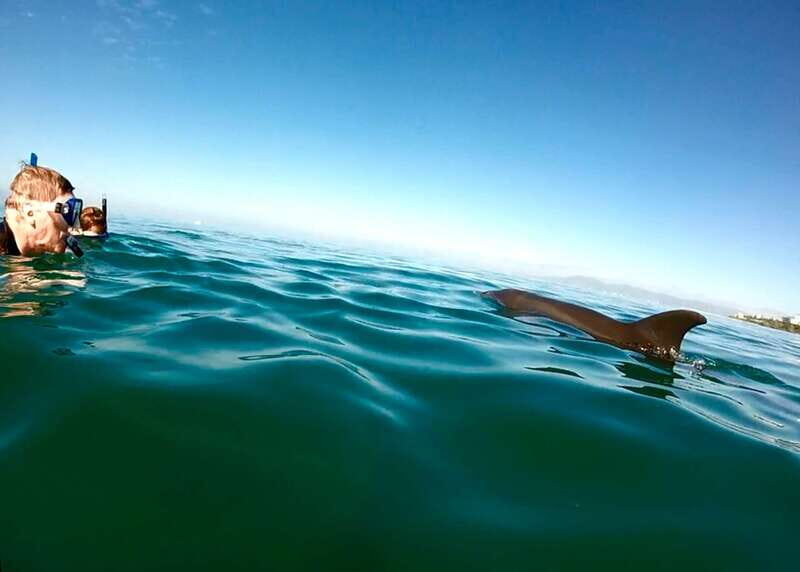 Puerto Vallarta: Dolphin Watching Cruise with a Biologist - Authentic Traveler Feedback