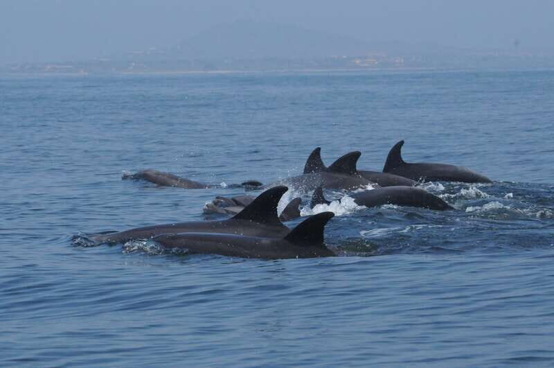 Puerto Vallarta: Dolphin Watching Cruise with a Biologist - Final Takeaway