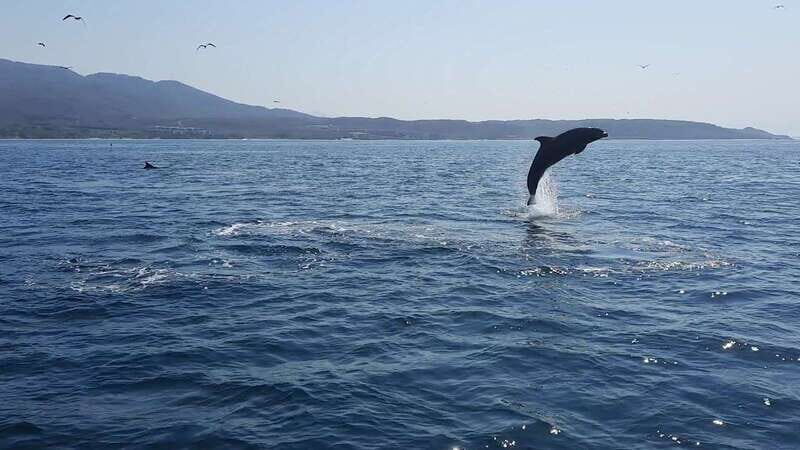Puerto Vallarta: Dolphin Watching Cruise with a Biologist - FAQ
