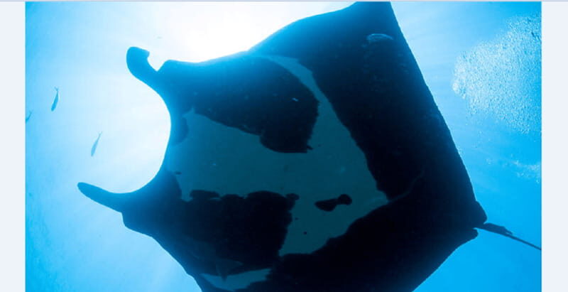 Puerto Vallarta: El Chimo Scuba Diving Expedition - Key Points