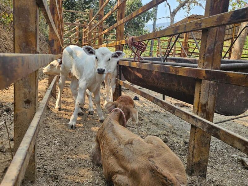Puerto Vallarta: Hands-on Farm Experience from Cow to Cheese - FAQs