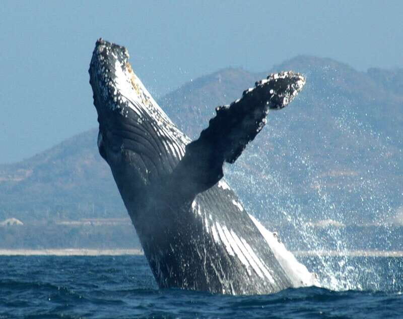Puerto Vallarta: Humpback Whale Research Adventure Tour - Key Points