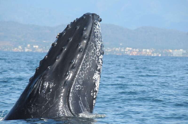 Puerto Vallarta: Humpback Whale Research Adventure Tour - What Makes This Tour Stand Out?