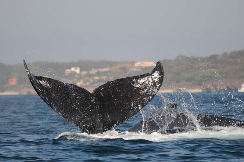 Puerto Vallarta: Humpback Whale Research Adventure Tour - Final Thoughts